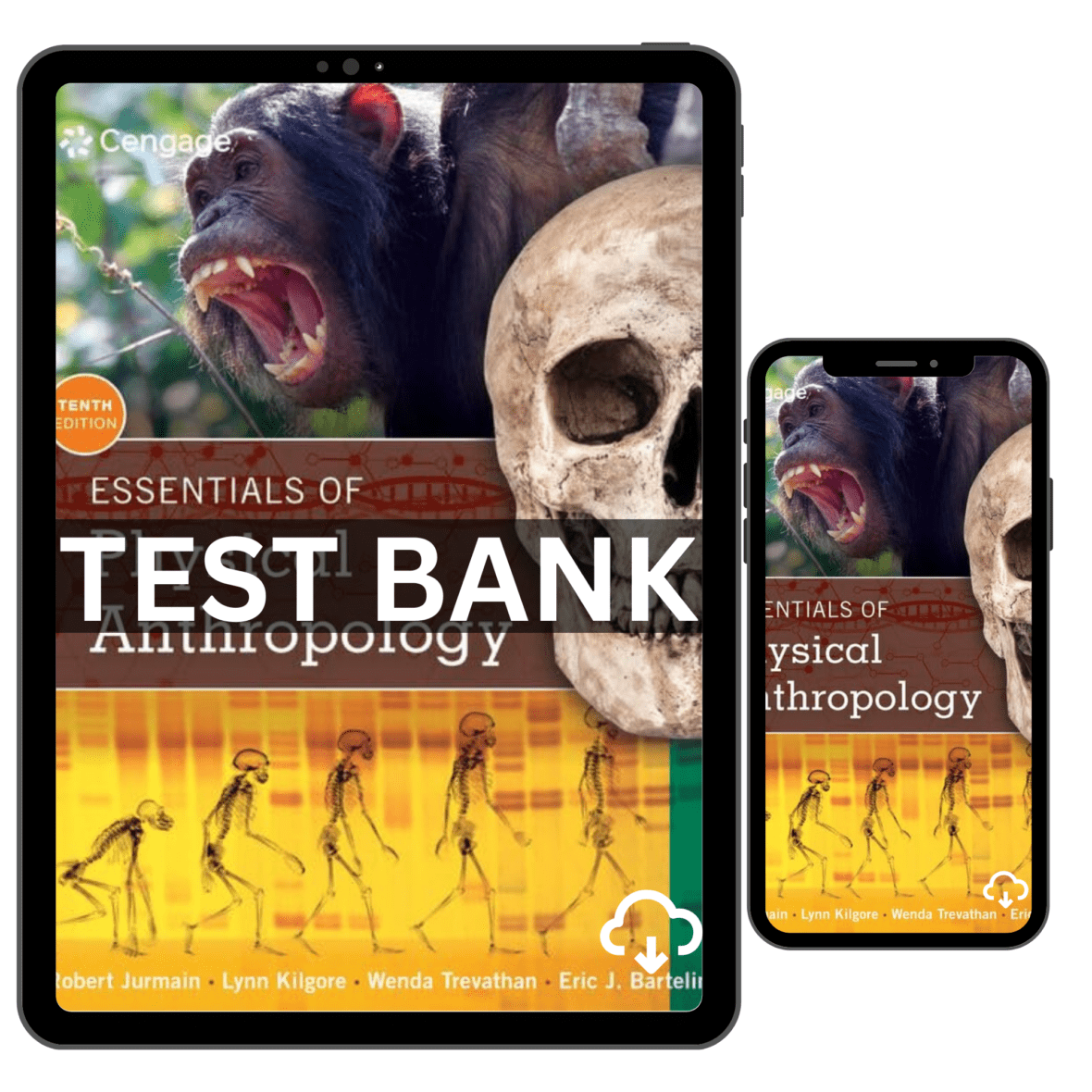 Essentials of Physical Anthropology 10th Edition by Jurmain Test Bank