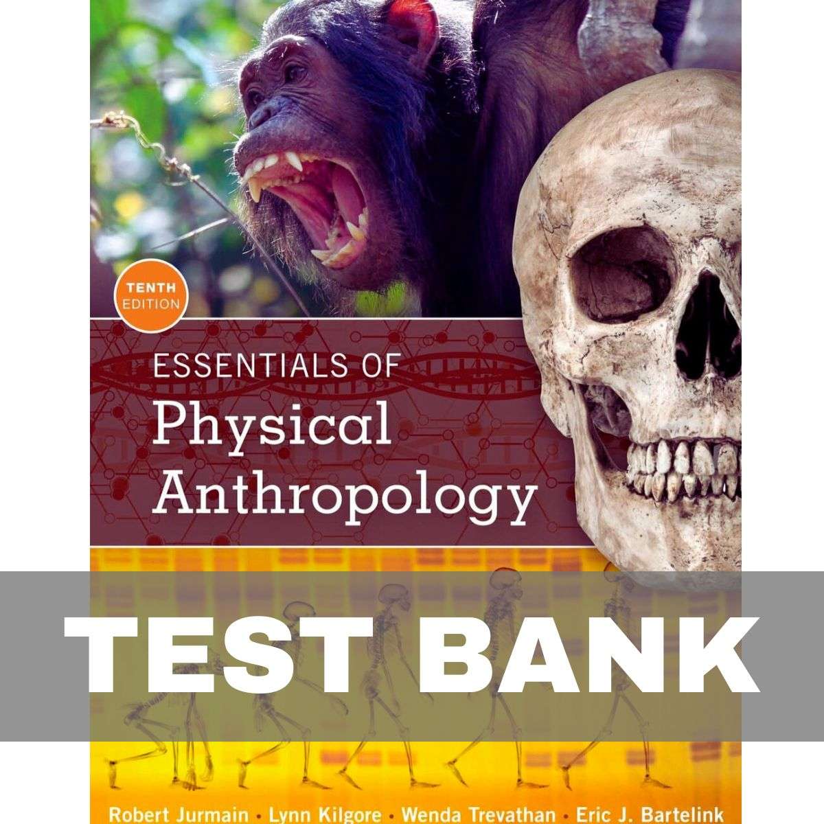 Essentials-of-Physical-Anthropology-10th-Edition-by-Jurmain-Test-Bank-1.jpg